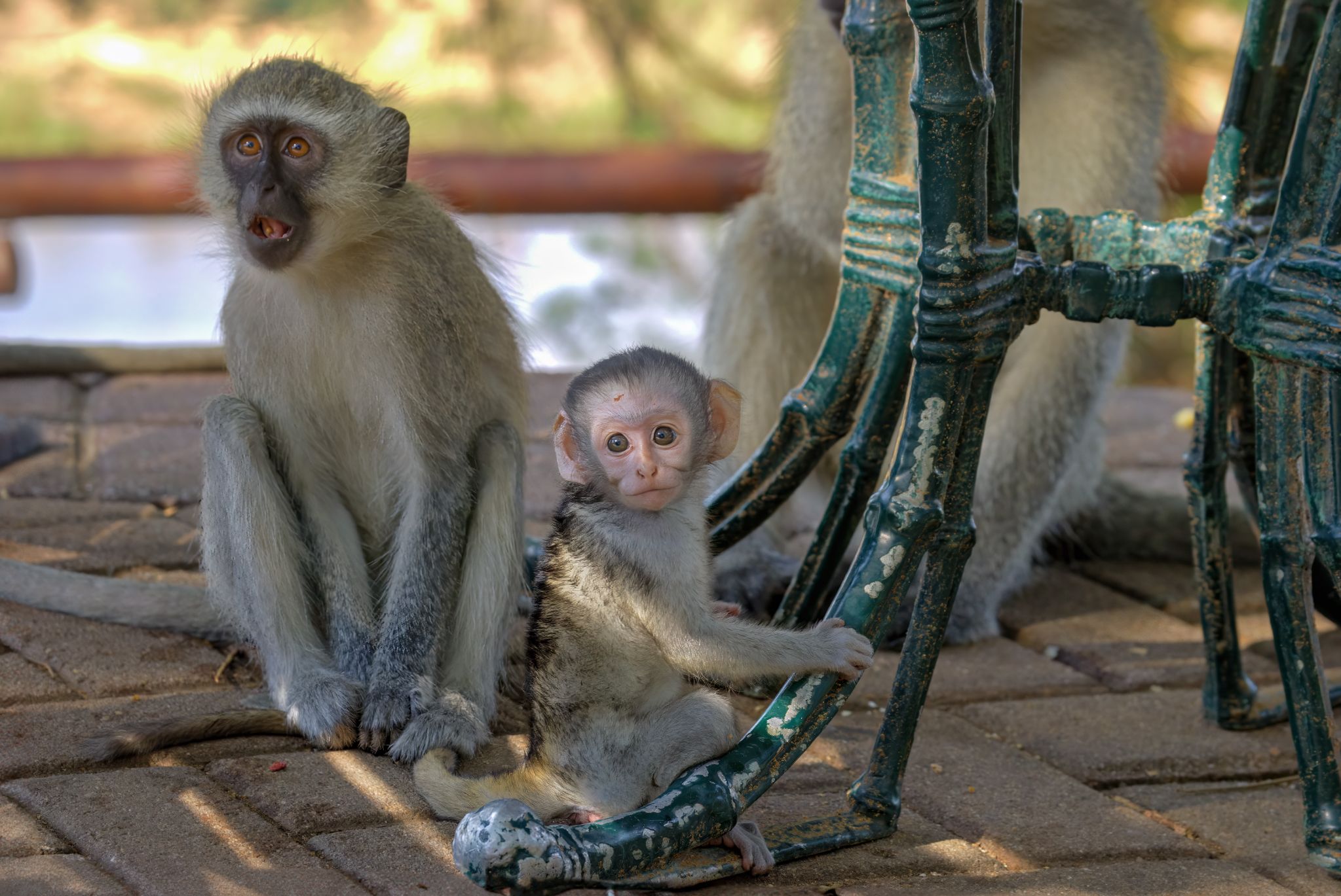Südliche Grünmeerkatzen (Chlorocebus pygerythrus) warten darauf, von Touristen im Kruger Nationalpark gefüttert zu werden.  Sie gehören zur Familie der Meerkatzenverwandten
